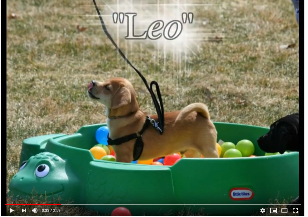 One of our dog clients getting socialization training at All Creatures Veterinary Clinic