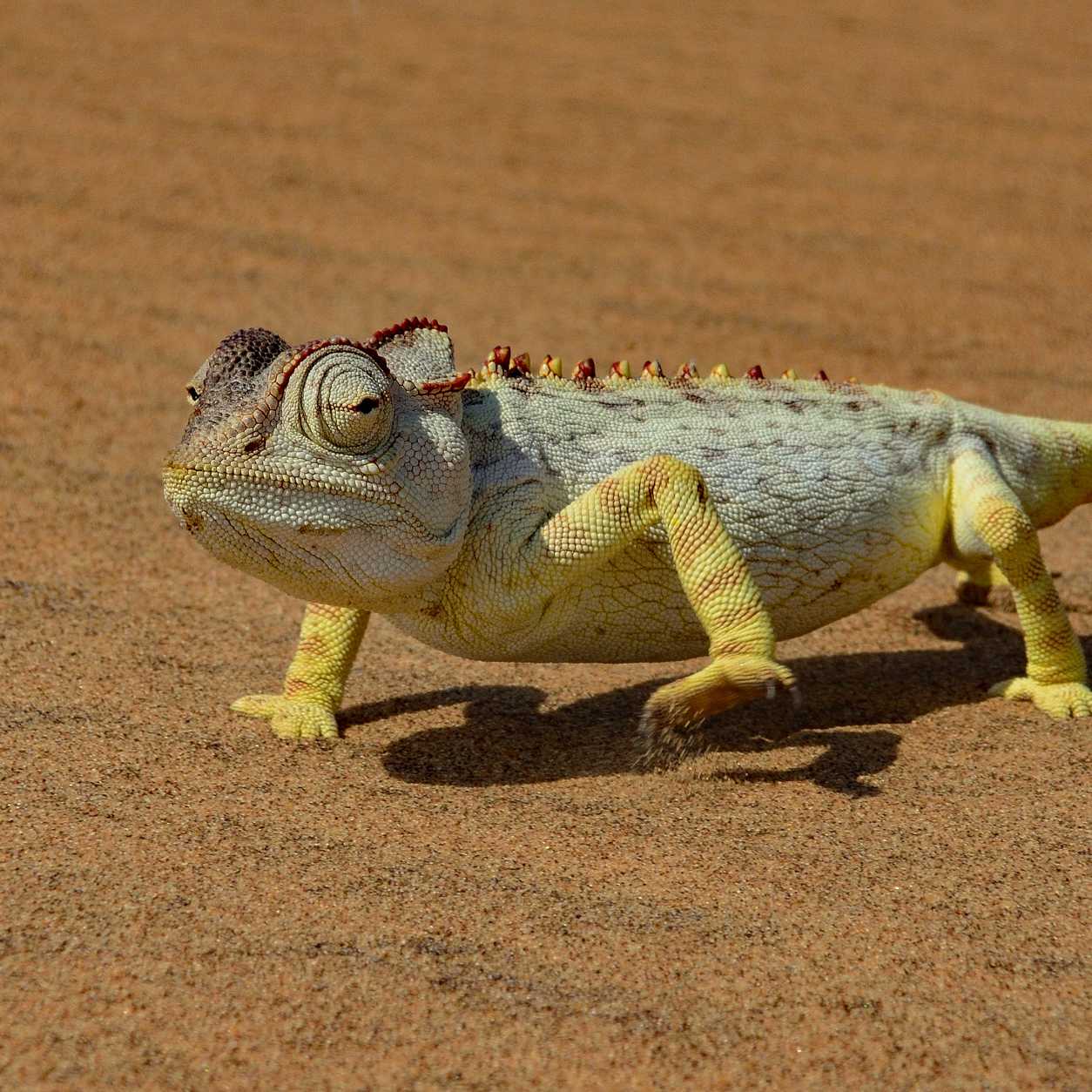 Chameleon walking in the sand. 