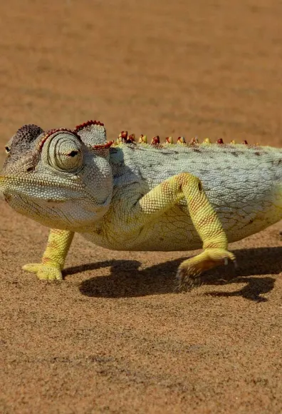 Chameleon walking in the sand. 