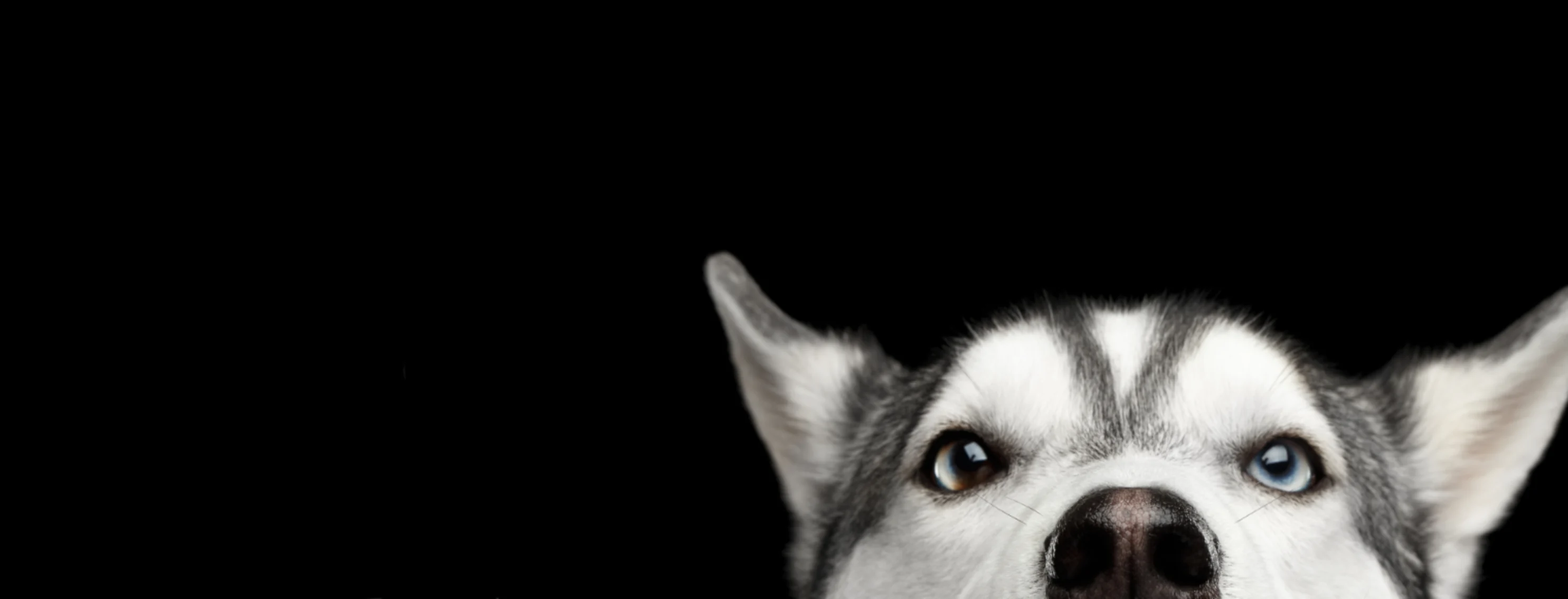 A studio photo of a husky peeking into the camera's view