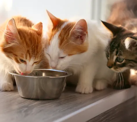 Cat eating cat food out of bowl