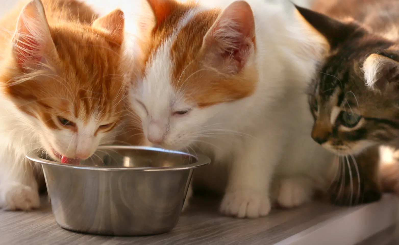 Cat eating cat food out of bowl