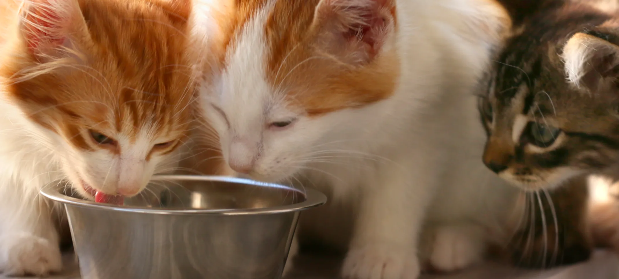 Cat eating cat food out of bowl