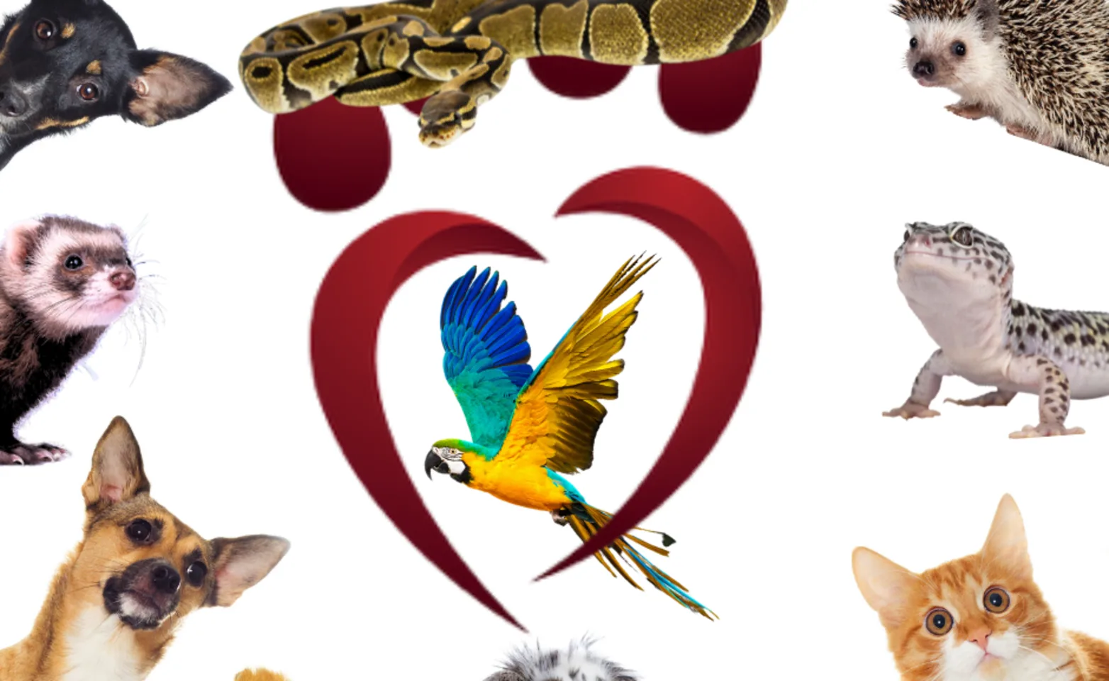 A collage photo featuring 2 dogs, a ferret, a python, 2 guinea pigs, a rabbit, cat, a lizard, a parrot, and a porcupine A collage photo featuring 2 dogs, a ferret, a python, 2 guinea pigs, a rabbit, cat, a lizard, a parrot, and a porcupine