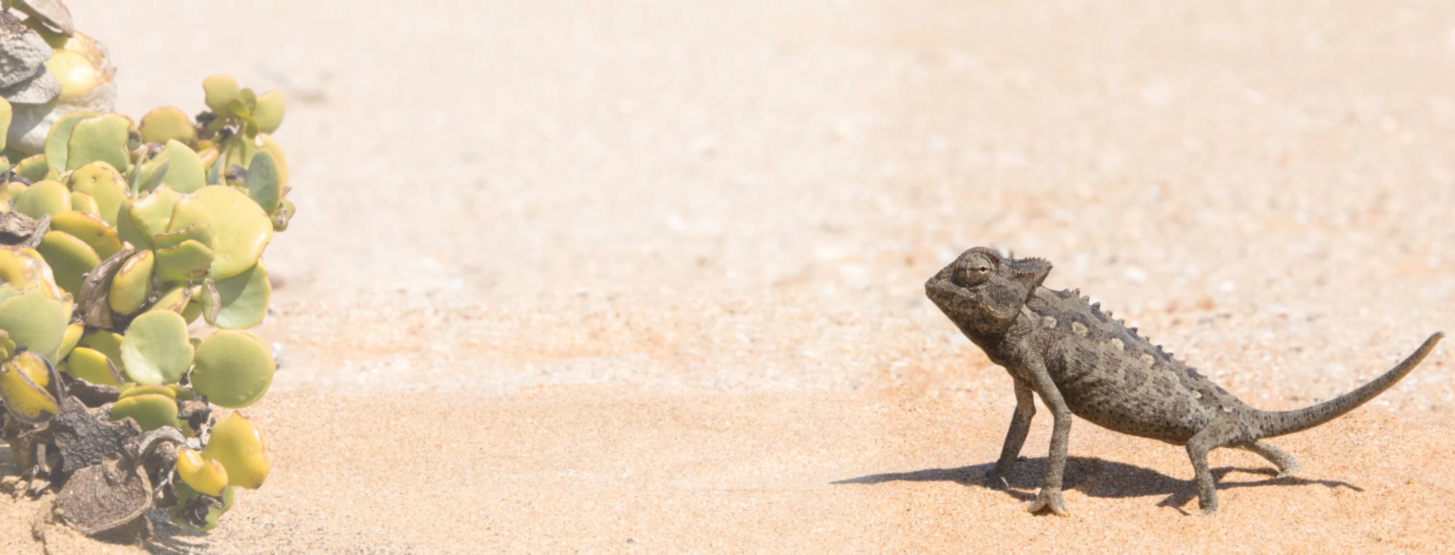 Chameleon standing in the desert next to a plant