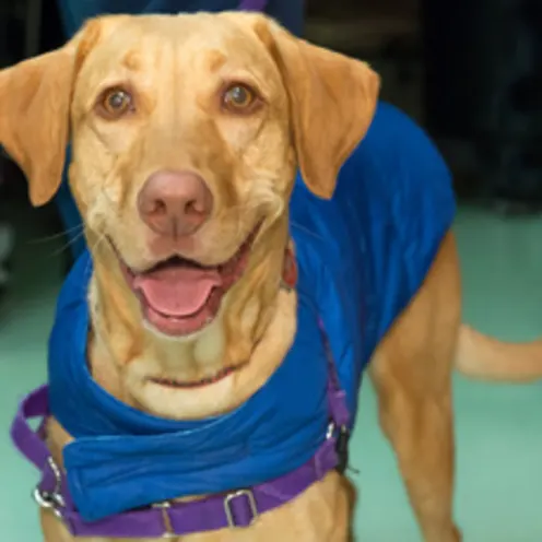 Tan dog smiling. Tan dog smiling.