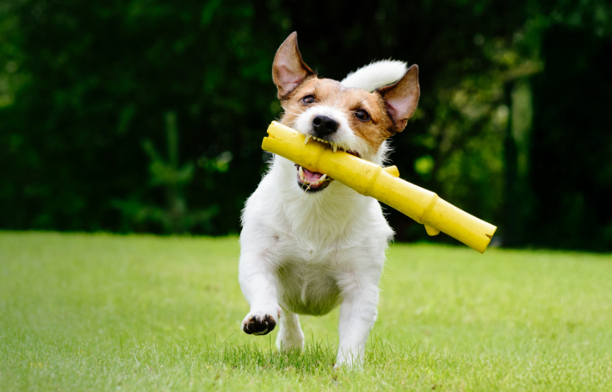 Dog Running with Yellow Toy