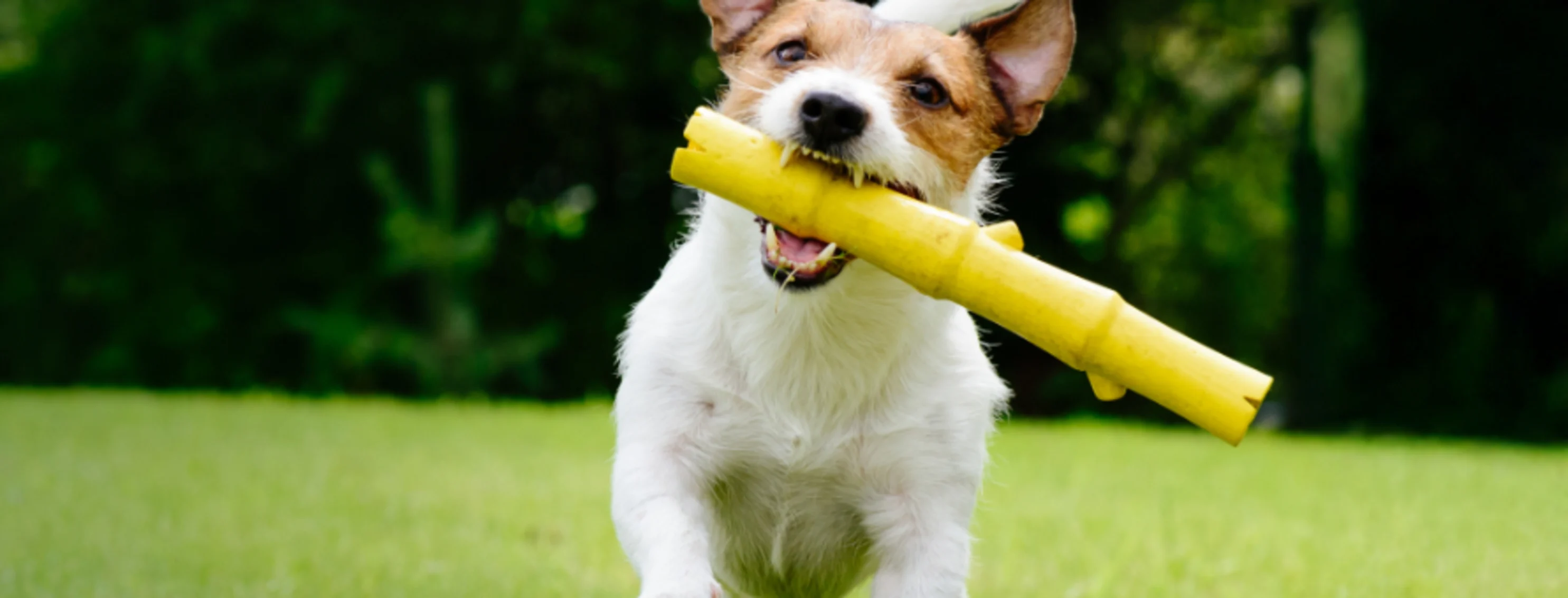 Dog Running with Yellow Toy Dog Running with Yellow Toy