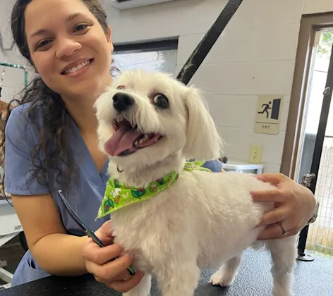 Groomer grooming white dog Groomer grooming white dog