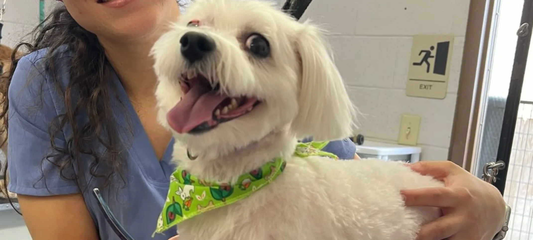 Groomer grooming white dog Groomer grooming white dog