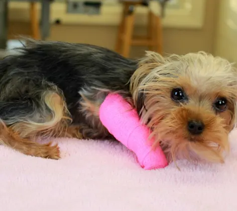 Dog laying down with a pink cast Dog laying down with a pink cast