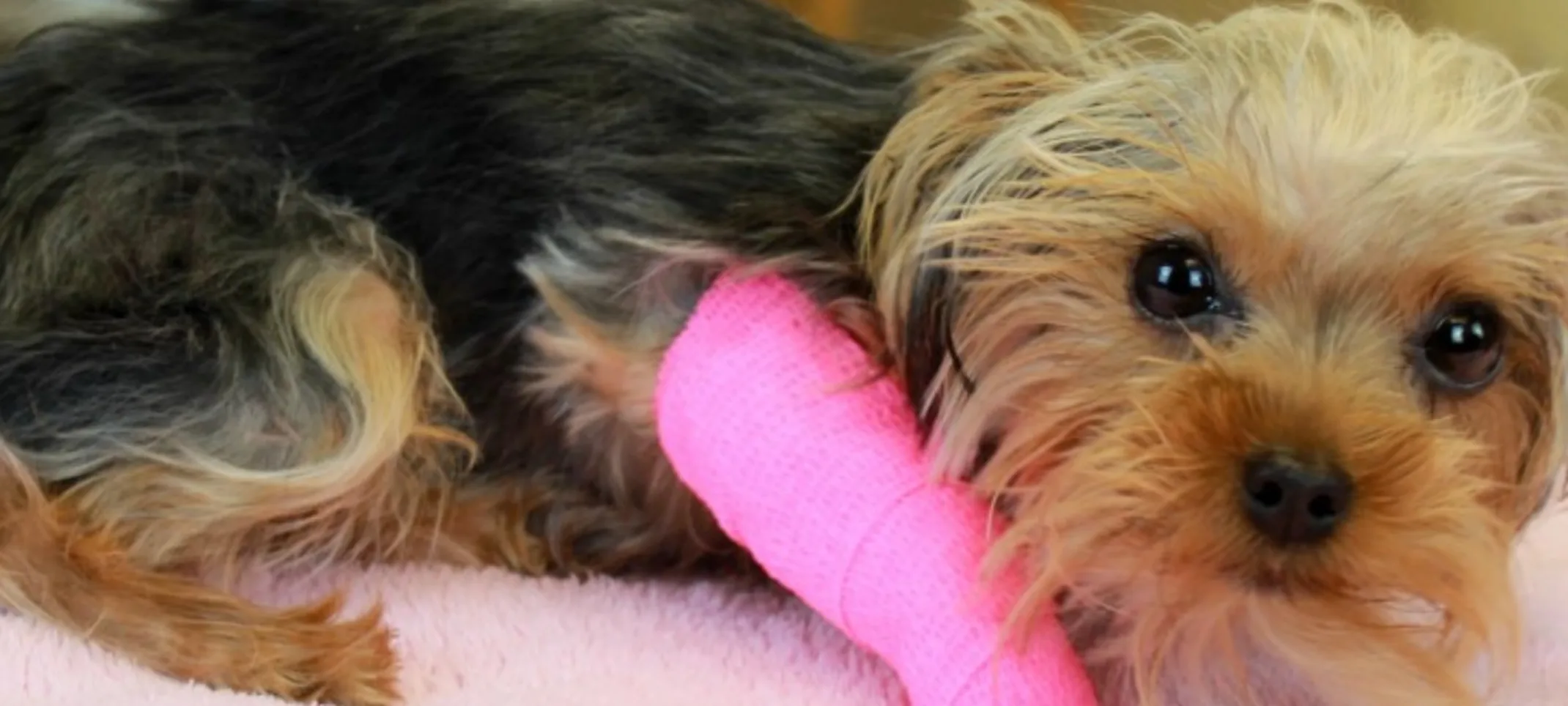 Dog laying down with a pink cast Dog laying down with a pink cast