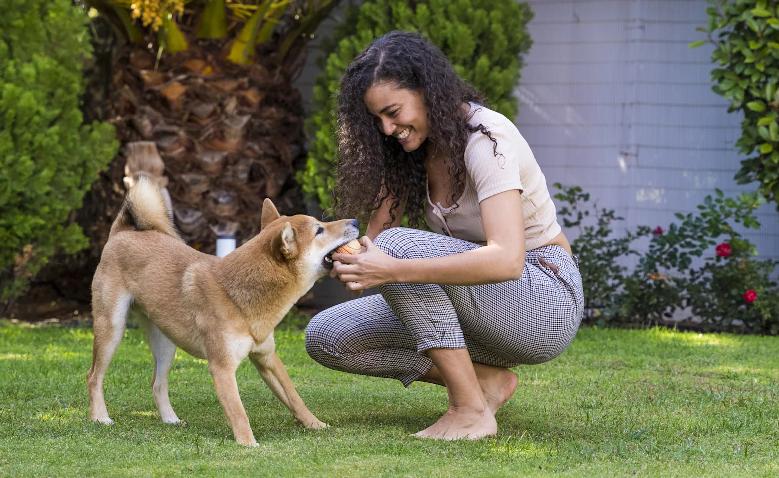 Dog playing with woman in grass