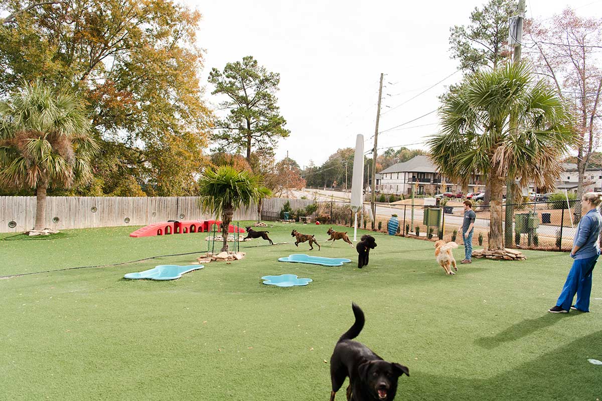 Dogs Bone Shaped Pool at Club Mutts