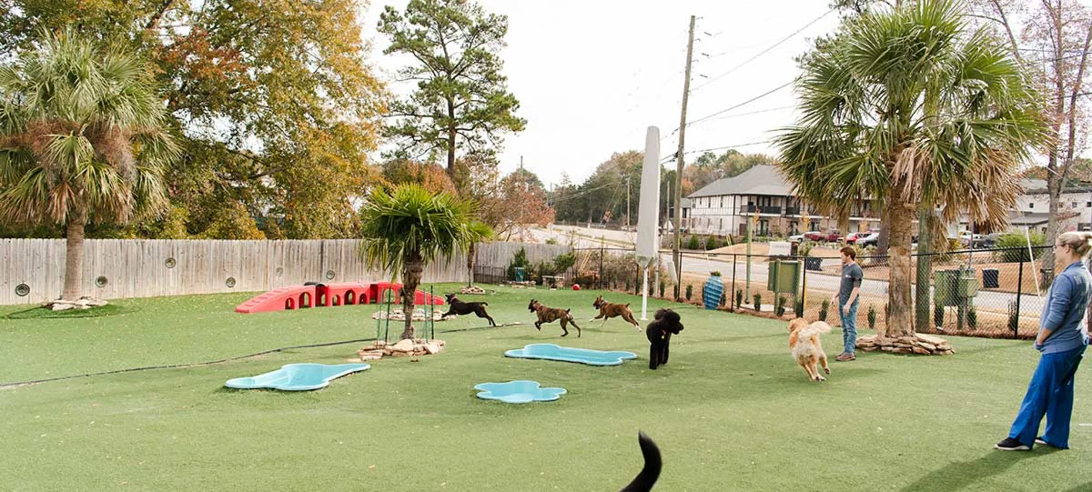 Dogs Bone Shaped Pool at Club Mutts Dogs Bone Shaped Pool at Club Mutts