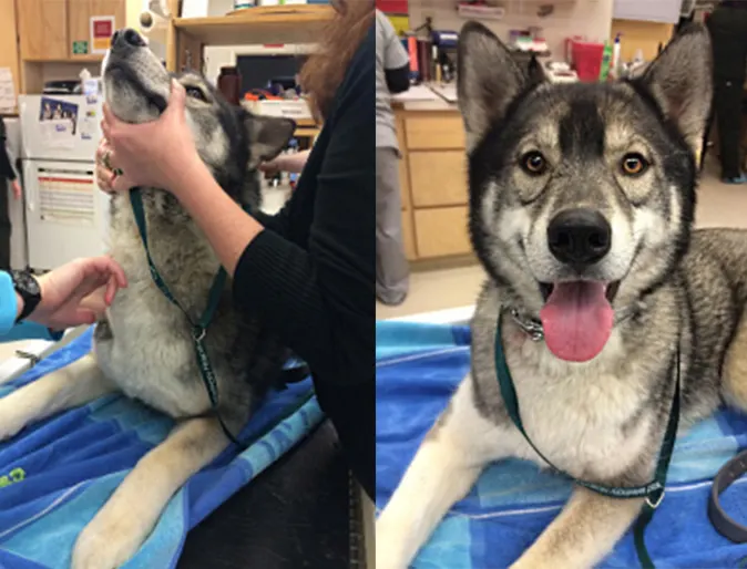Timber the husky donating blood at Brentwood Veterinary Hospital