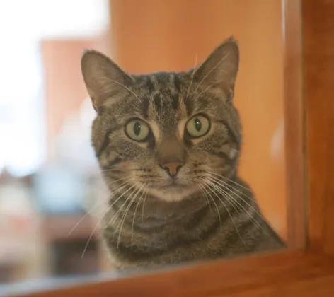 Cat looking through window Cat looking through window