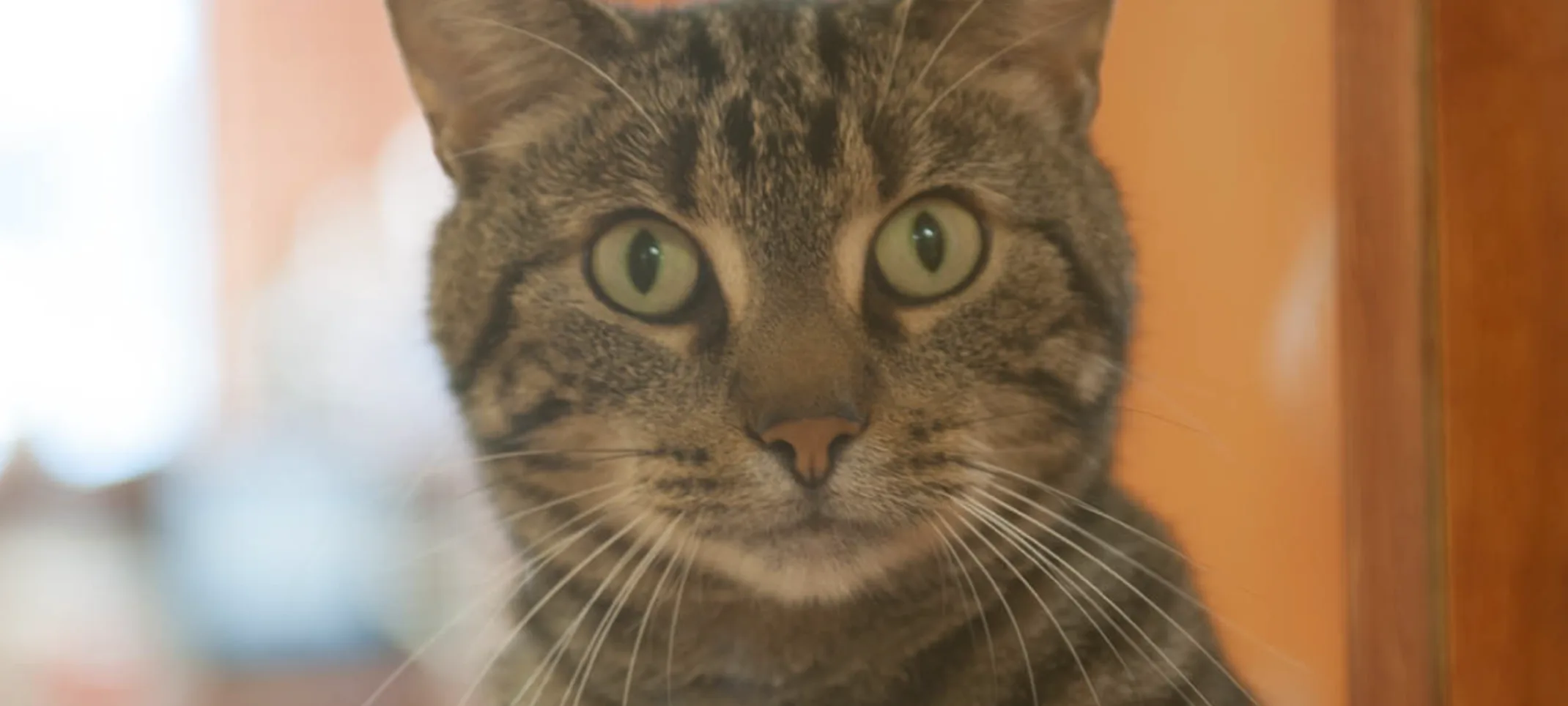 Cat looking through window