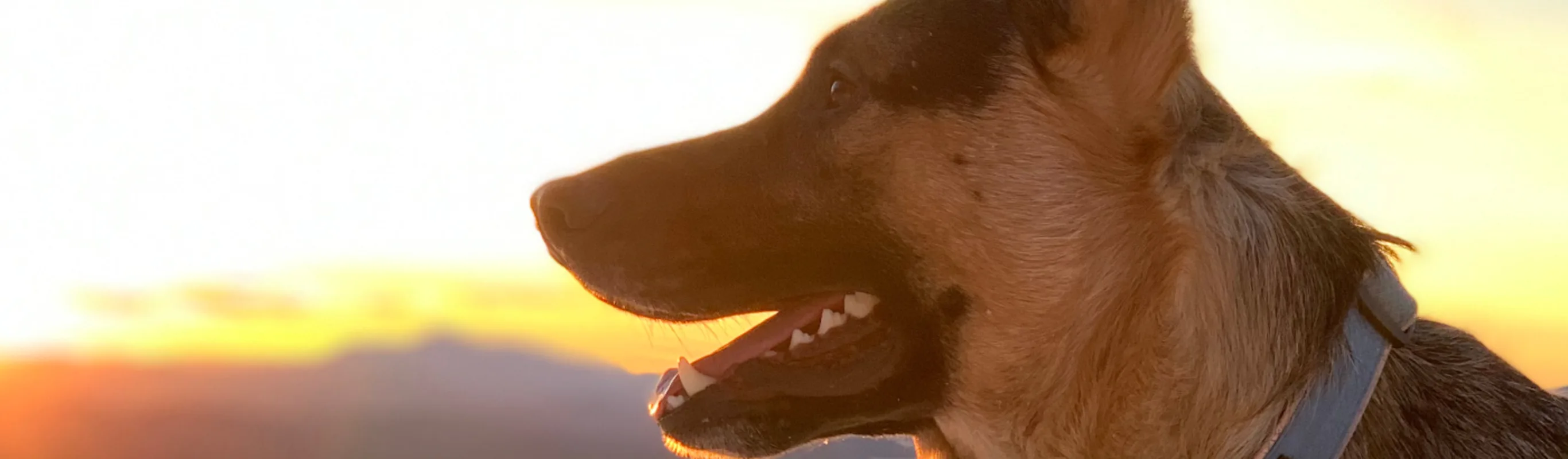 A dog standing with the sun setting behind him A dog standing with the sun setting behind him