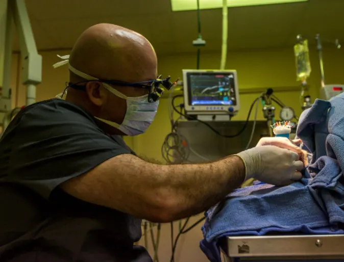 Veterinarian performing a dentistry operation Veterinarian performing a dentistry operation