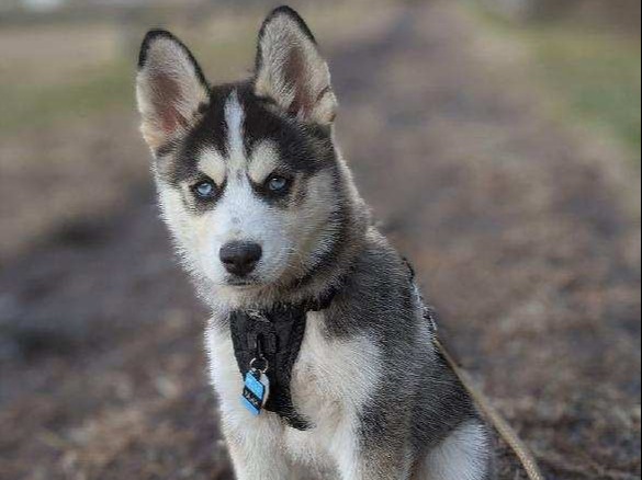 A Husky puppy sits in the middle of a dirt road