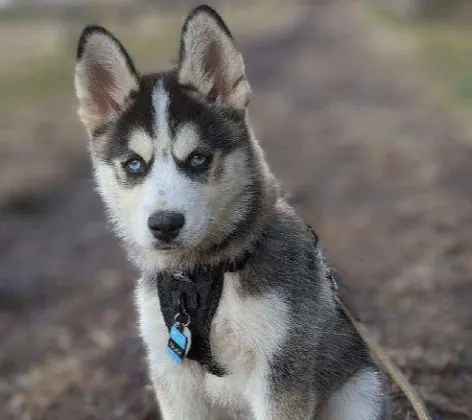 A Husky puppy sits in the middle of a dirt road