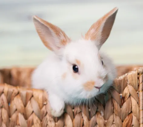 Small bunny inside of basket