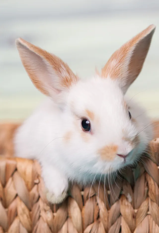 Small bunny inside of basket Small bunny inside of basket