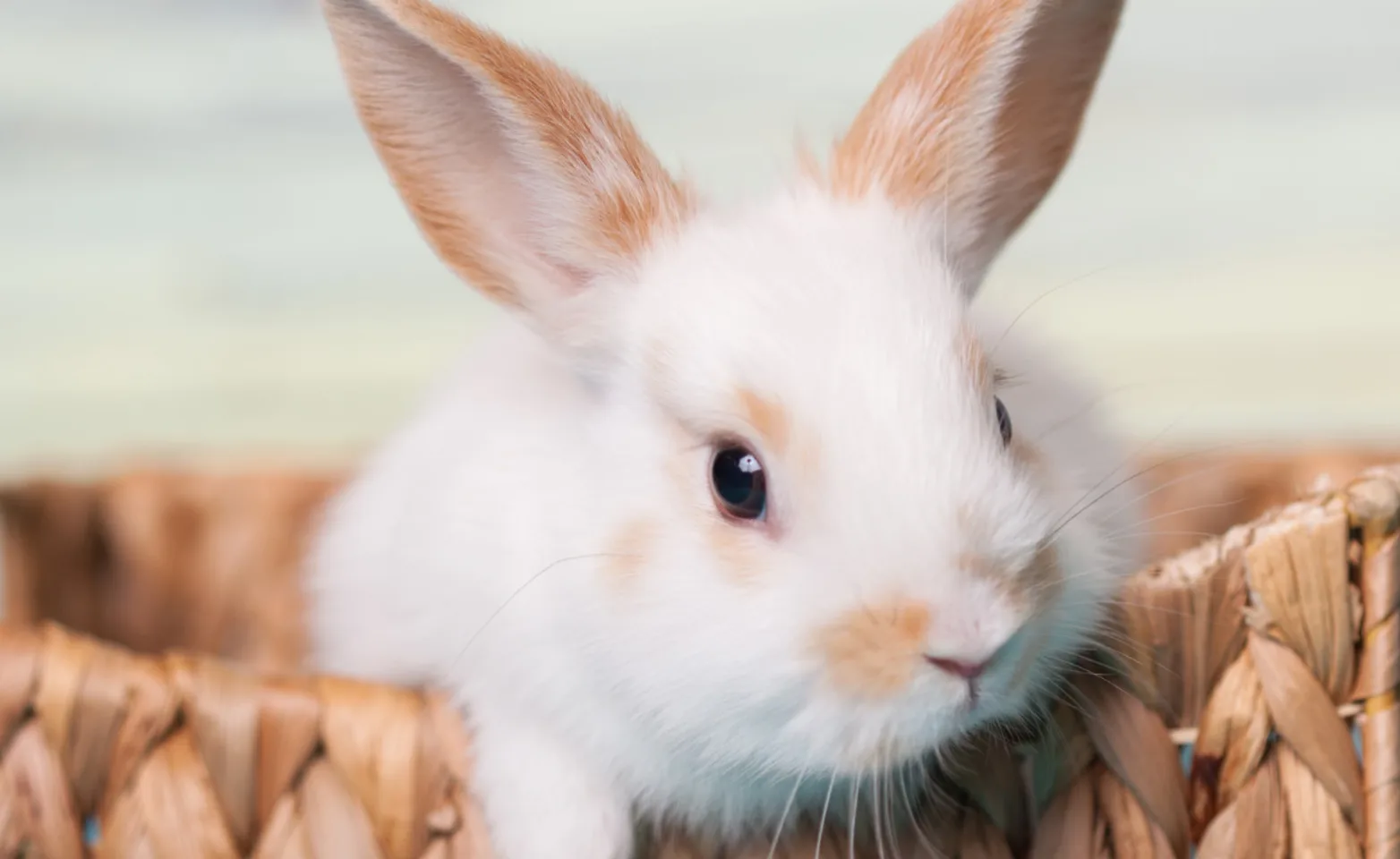 Small bunny inside of basket
