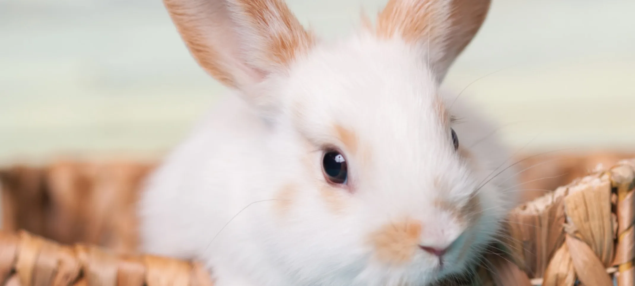 Small bunny inside of basket