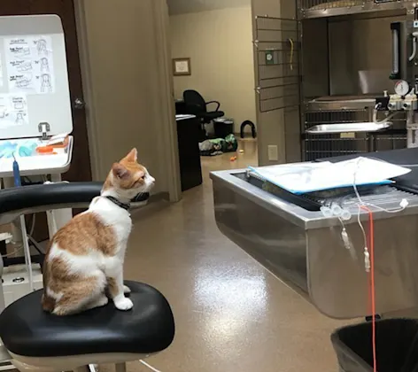 Orange and white cat sitting on stool in front of table