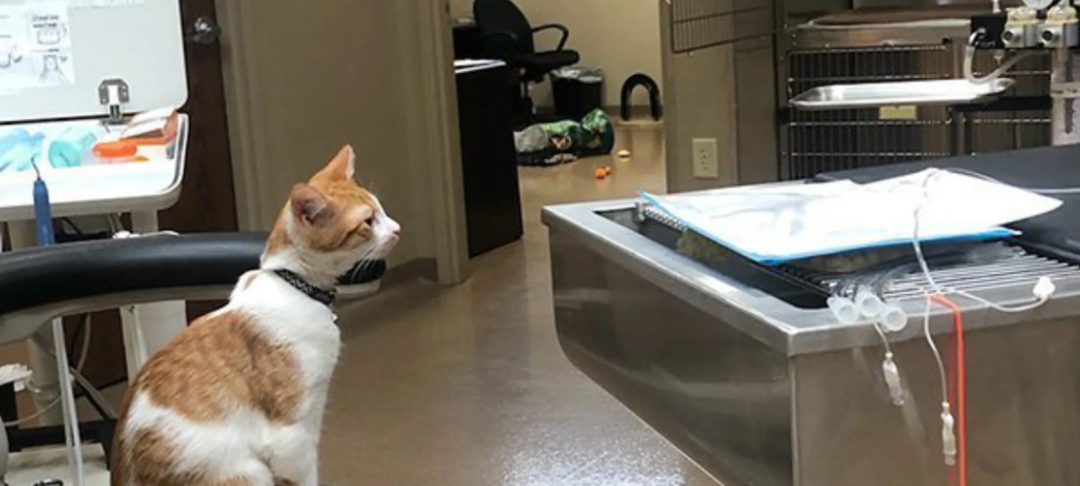 Orange and white cat sitting on stool in front of table Orange and white cat sitting on stool in front of table