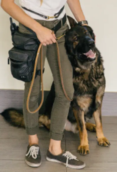 Dog training Dog training