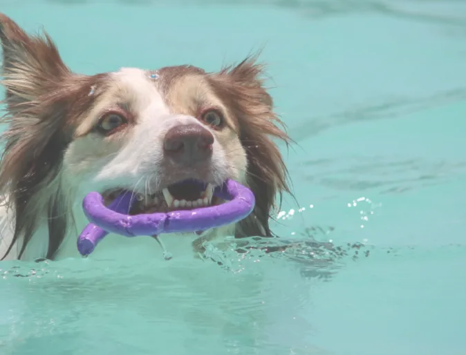 Dog swimming in a pool with a toy in his mouth Dog swimming in a pool with a toy in his mouth