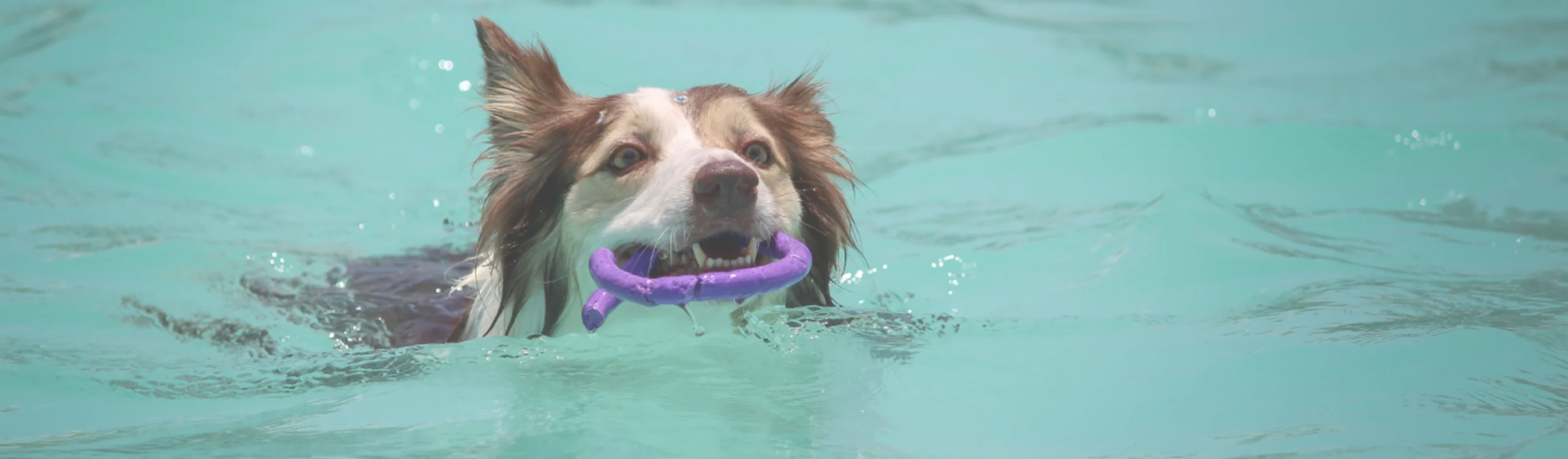 Dog swimming in a pool with a toy in his mouth Dog swimming in a pool with a toy in his mouth