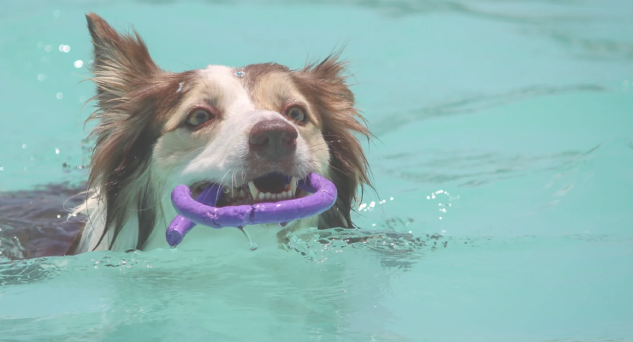 Dog swimming in a pool with a toy in his mouth Dog swimming in a pool with a toy in his mouth