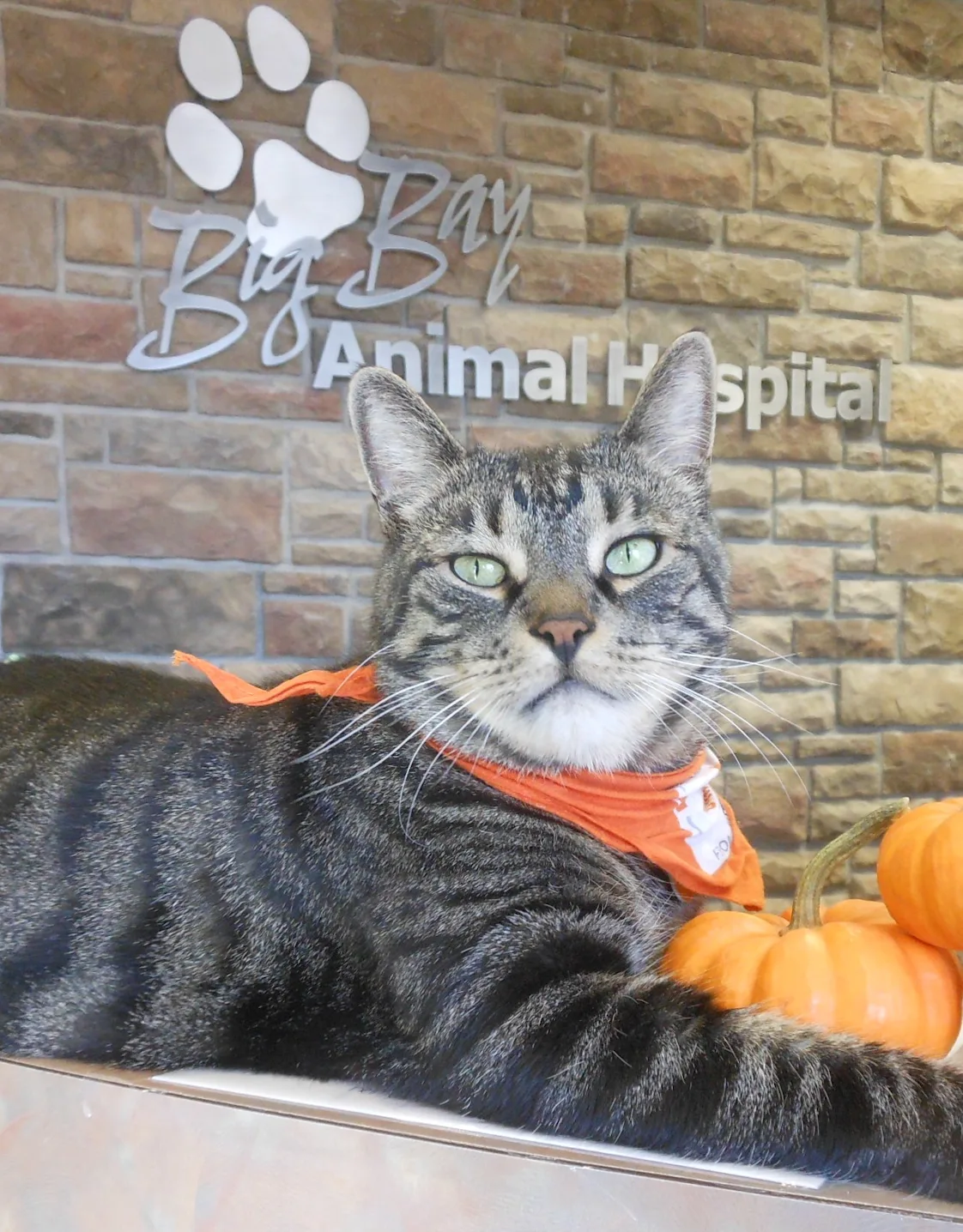 Sir Maurice Sir Maurice