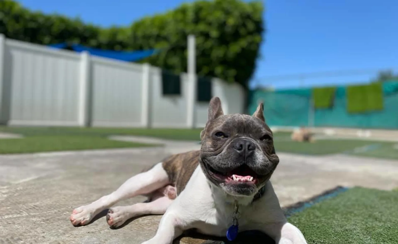 Dog smiling while outside in private play area at K9s Only Dog smiling while outside in private play area at K9s Only