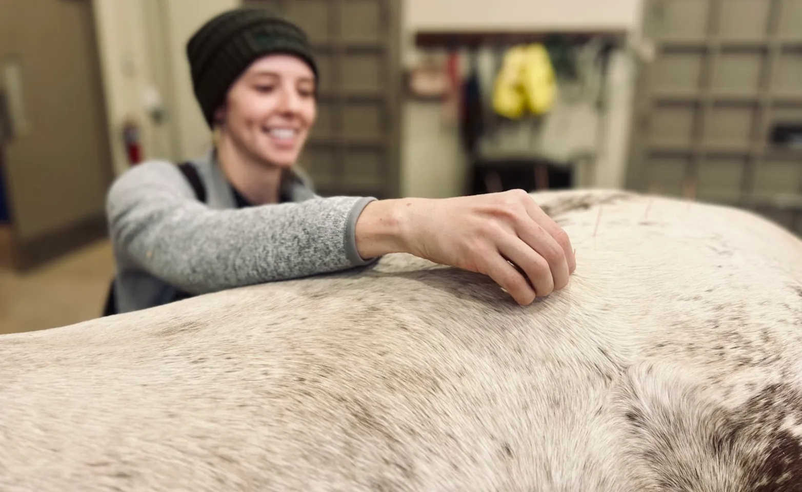 Needles in horse's back