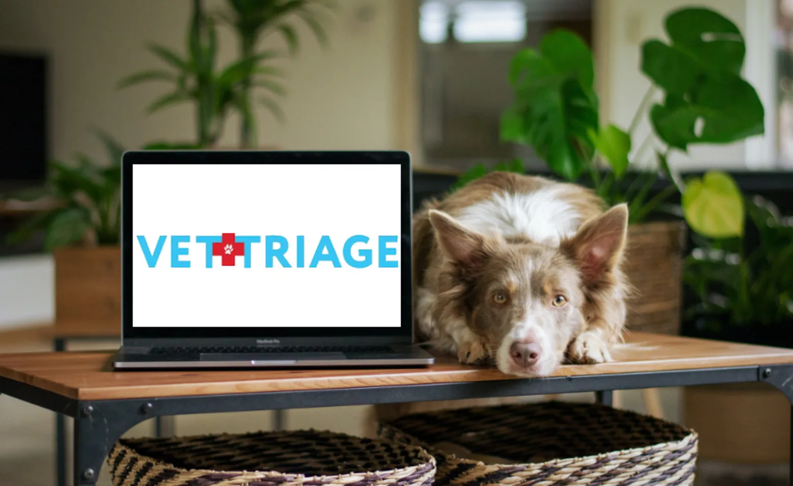 VetTriage VetTriage