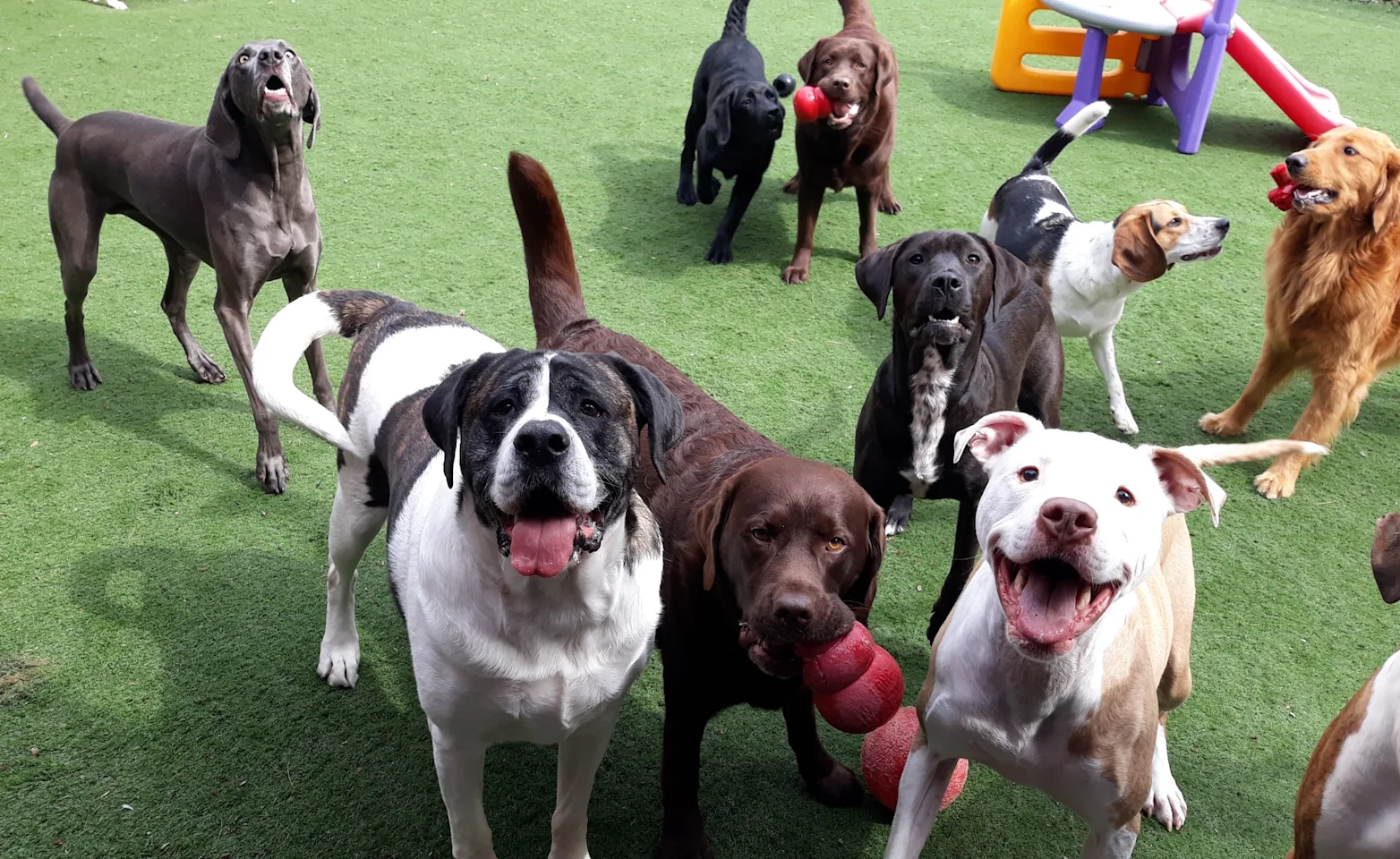 Dogs play yard playing  Dogs play yard playing