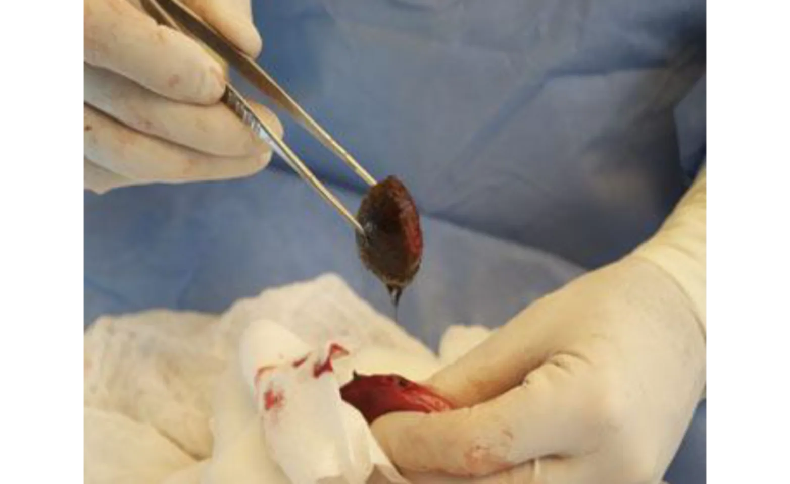 Veterinarian performing surgery Veterinarian performing surgery