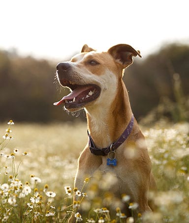 Dog Outside in Flower Field