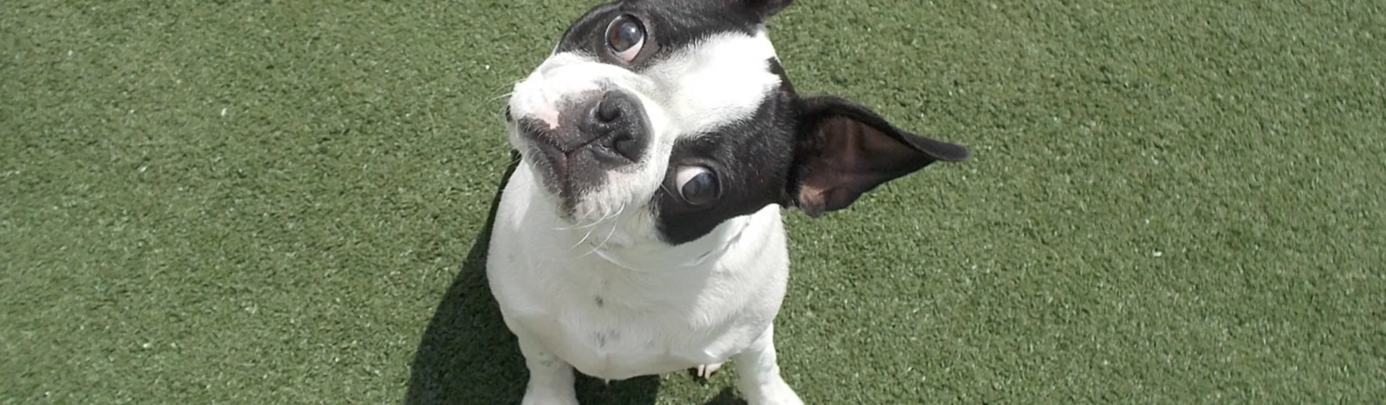 Black and white Boston Terrier sitting on grass