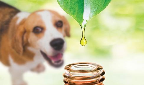 Essential Oils with dog in background