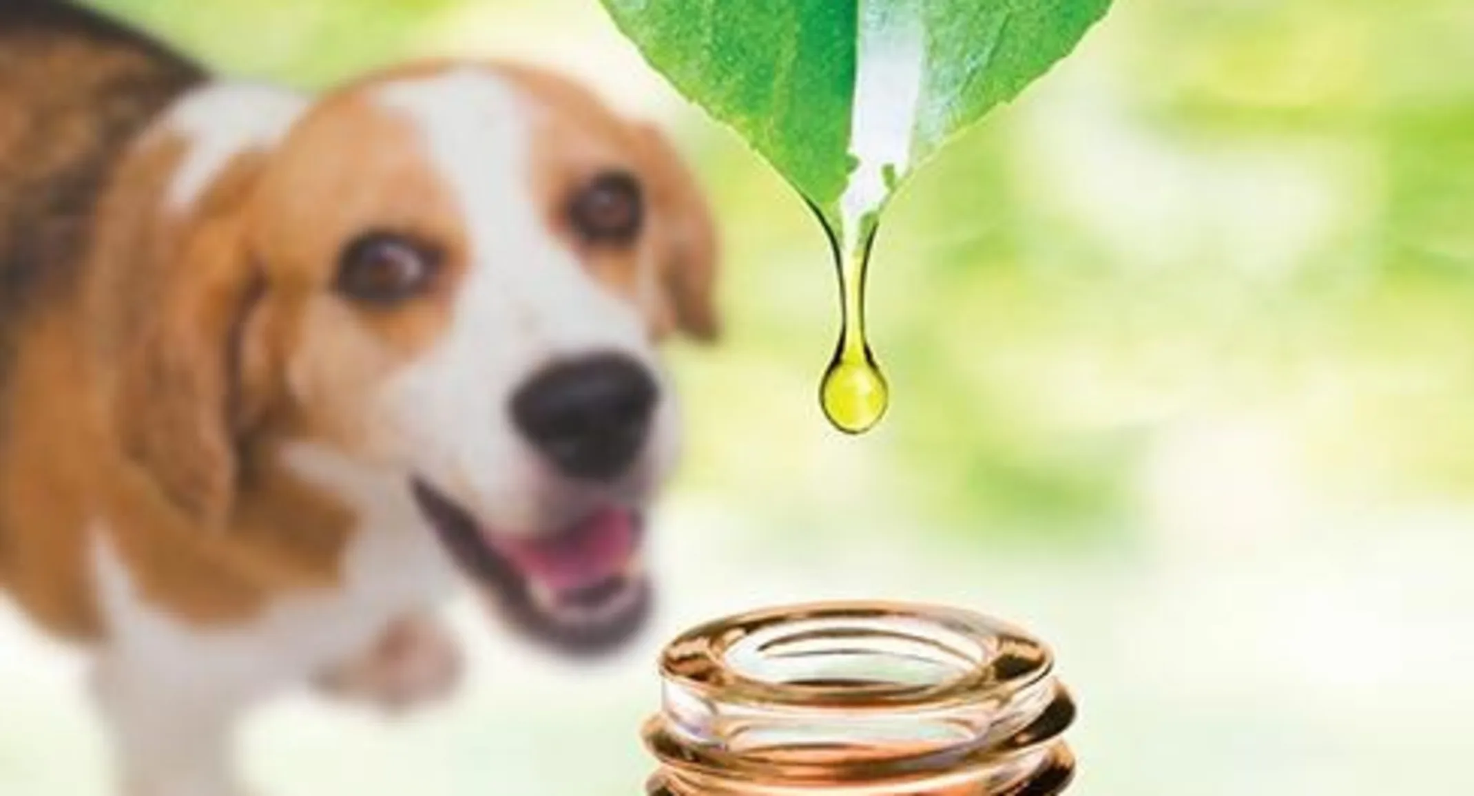 Essential Oils with dog in background Essential Oils with dog in background