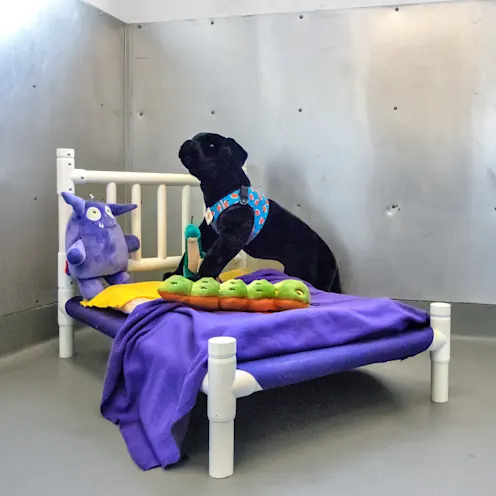 Suite with small dog bed and toys Suite with small dog bed and toys