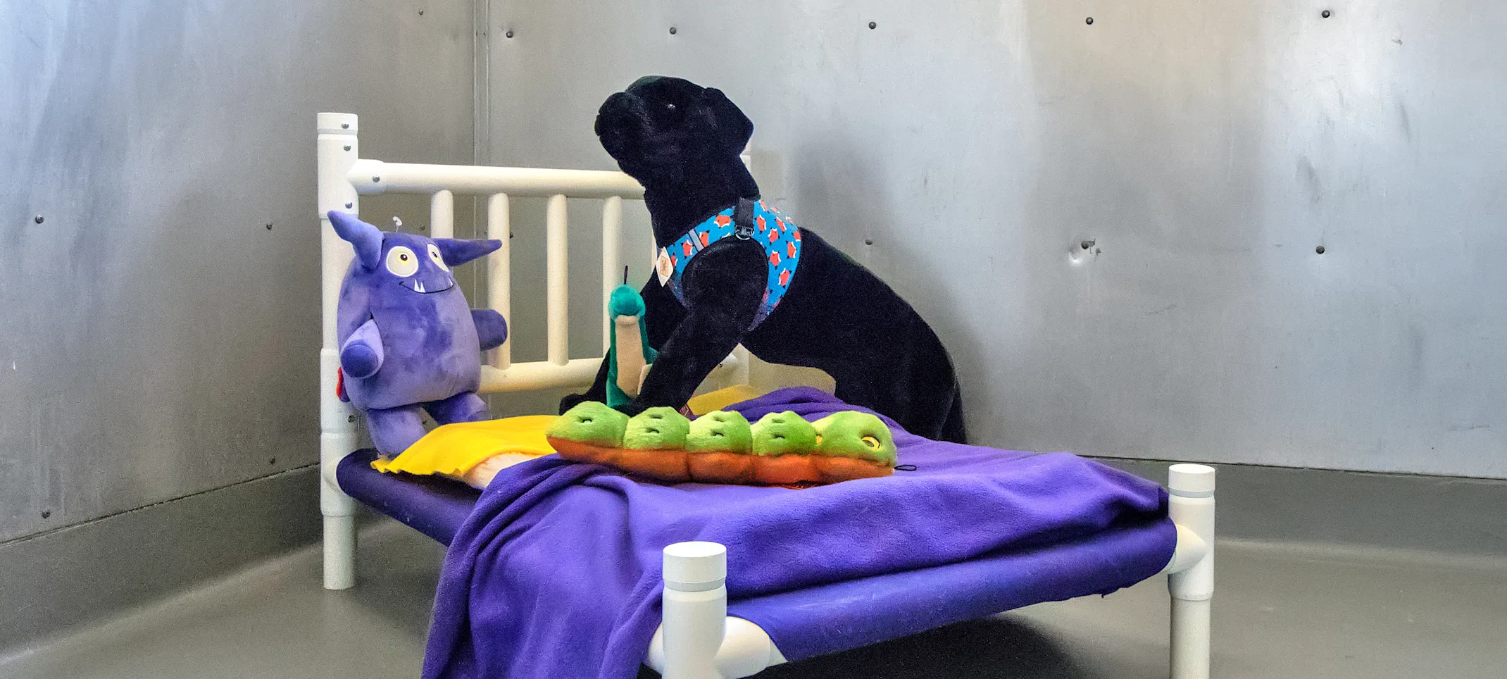 Suite with small dog bed and toys Suite with small dog bed and toys