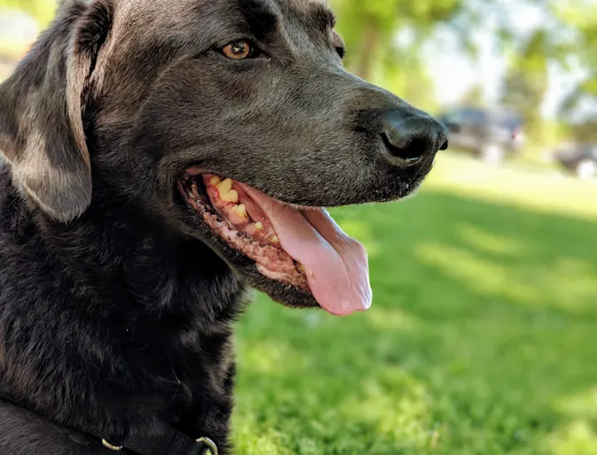 Black lab sitting on a lawn during the day and is panting 