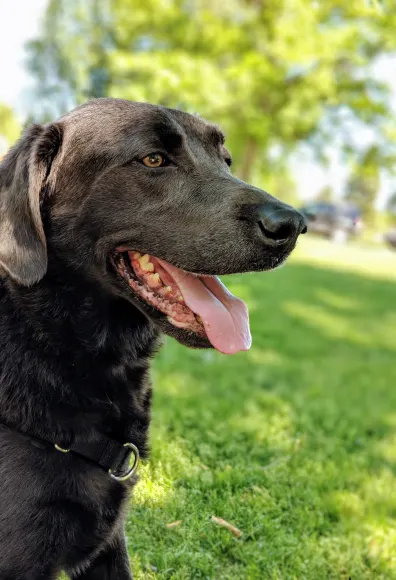 Black lab sitting on a lawn during the day and is panting 
